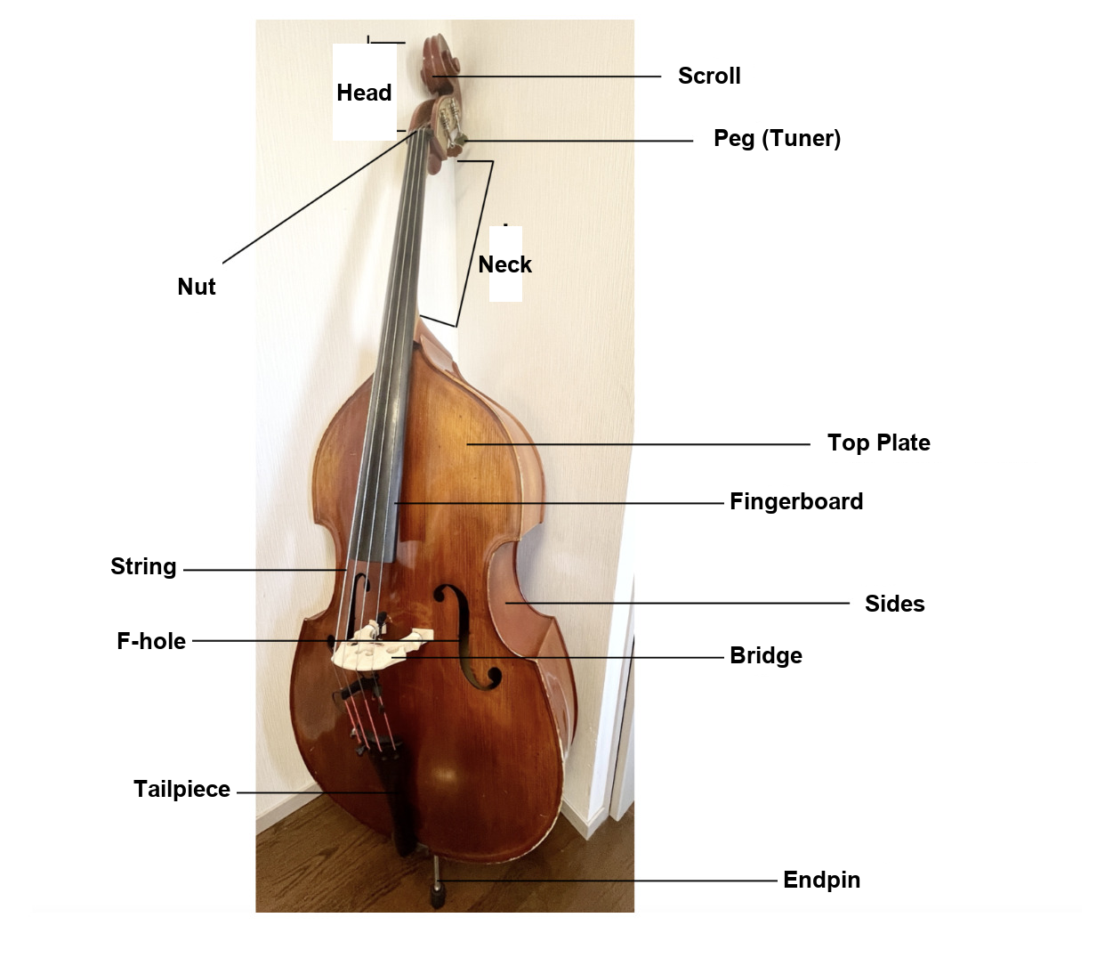 Diagram labeling the parts of an upright bass